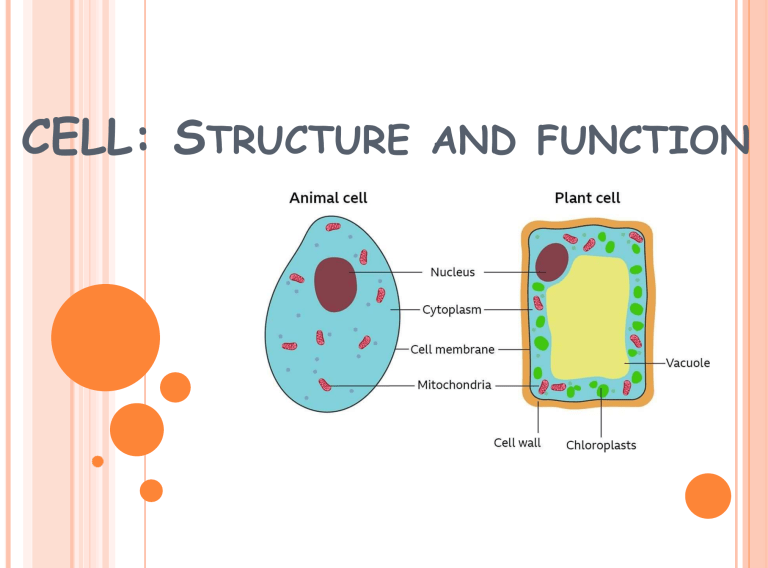 Cell Structure and Function Presentation