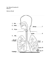 Respiratory System Gas Exchange Worksheet