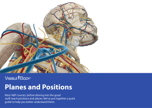 Anatomical Positions & Planes Guide