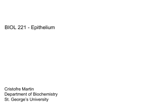 Epithelium Tissue: Functions, Types, and Cell Junctions