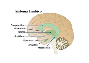 Limbic System Diagram