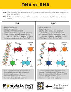 DNA vs RNA: Structure, Function, and Differences