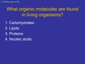 Organic Molecules: Carbohydrates, Lipids, Proteins, Nucleic Acids