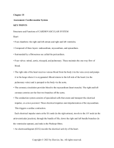 Cardiovascular System Assessment