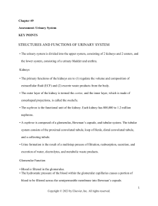 Urinary System Assessment: Structure, Function, Diagnostics