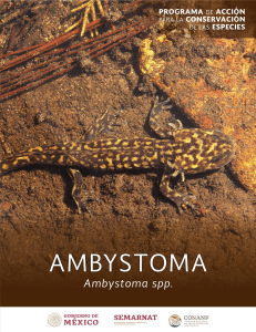 Ambystoma