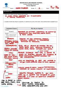 Grade 9 Biology Worksheet: Human Digestion