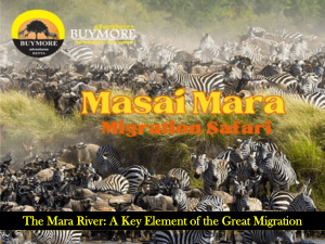 Mara River & Great Migration: Masai Mara Safari Guide