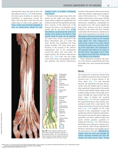 Anterior Forearm Anatomy: Arteries & Nerves