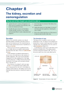 Kidney, Excretion, Osmoregulation: Textbook Chapter