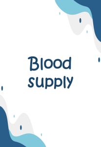 Anatomy Blood Supply, Drainage & Nerves