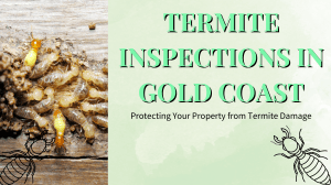 Termite Inspections Gold Coast: Protect Your Property