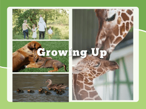 Growing Up: Human & Animal Development