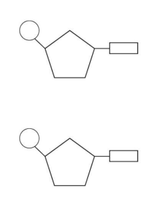 Nucleotide Structure Diagram