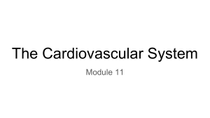 Cardiovascular System: Blood Composition & Function