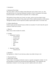 Orchid Tissue Culture: Lab Report