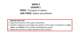 Xylem & Phloem: Plant Transport Lesson Plan