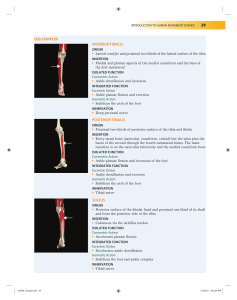 Human Movement Science: Leg & Hip Muscle Anatomy