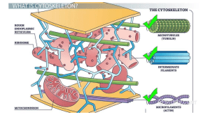 Cytoskeleton: Structure, Function & Microscopy Techniques