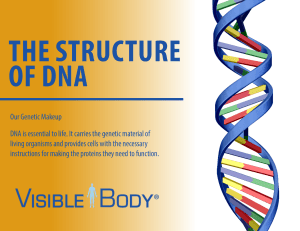 DNA Structure: Genetic Makeup & Gene Expression