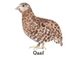 Quail Illustration: Bird Identification