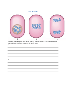 Cell Division: Mitosis Worksheet