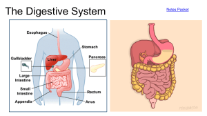 Digestive System: Anatomy, Function & Disorders