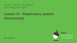 Respiratory System Worksheet: Key Stage 3 Biology