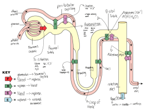 Nephron Diagram: Kidney Function, Filtration, Reabsorption