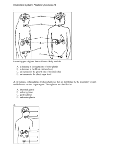 Endocrine System Practice Questions