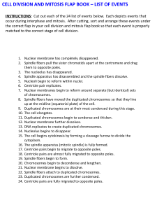 Cell Division & Mitosis Flap Book Activity
