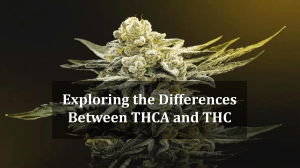 THCA vs THC: Differences, Benefits, and Legal Status