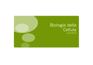 Biologia Cellulare: Teoria, Classificazione e Dimensioni