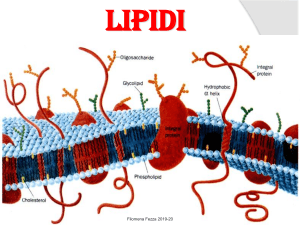 Lipidi: Funzioni, Classificazione e Metabolismo