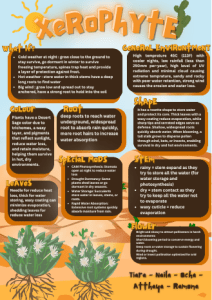 Xerophytes: Desert Plant Adaptations