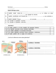 Biología Celular: Epitelios y Glándulas - Hoja de Trabajo