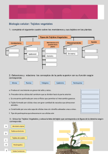 Tejidos Vegetales: Ejercicios de Biología Celular