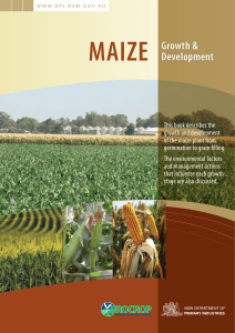 Maize Growth & Development Guide: NSW DPI