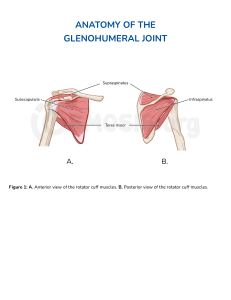 Glenohumeral Joint Anatomy: Rotator Cuff Muscles & Ligaments