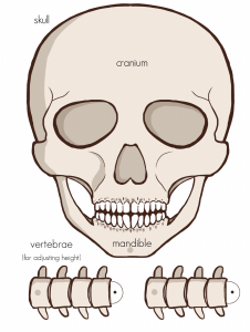 Human Skull Anatomy Diagram