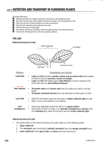 Plant Nutrition & Transport: Leaf Structure & Function