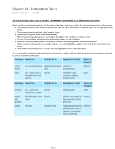 Plant Transport Systems: Xylem & Phloem Worksheet