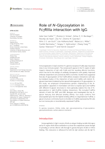 N-Glycosylation Role in FcgRIIIa-IgG Interaction