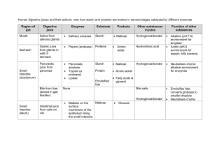 Human Digestion: Enzymes, Juices, and Processes