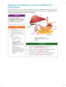 Small Intestine Digestion: Carbs, Proteins, Lipids