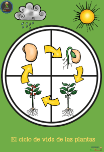 Ciclo de Vida de las Plantas: Hoja de Trabajo para Niños