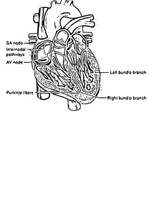 Heart Electrical Conduction System Diagram