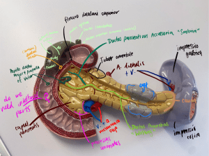 Pancreas & Duodenum Anatomy Diagram