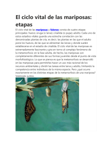 Ciclo de Vida de las Mariposas: Etapas y Metamorfosis