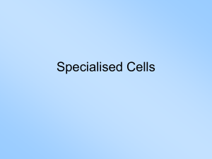 Specialised Cells: Structure, Function & Adaptation